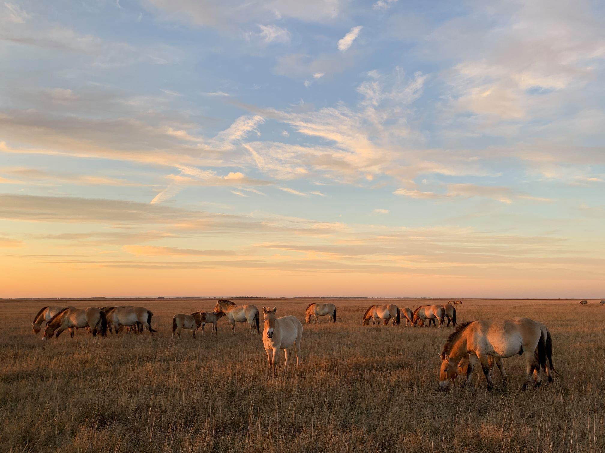 Díjeső a Vadlovaknak