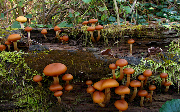 Dan Molter / Wikimedia