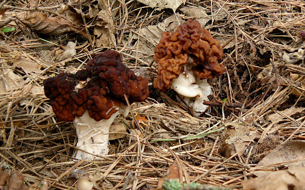 Prasopestilence / Wikimedia