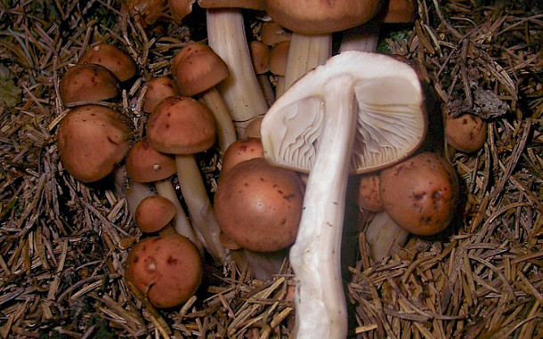 Danny S. / Wikimedia Commons