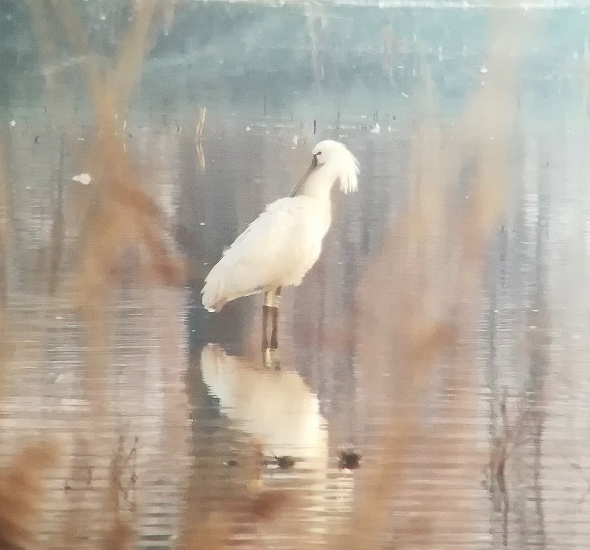 Megérkezett olaszországi teleléséből Herman, a legöregebb kanalasgém