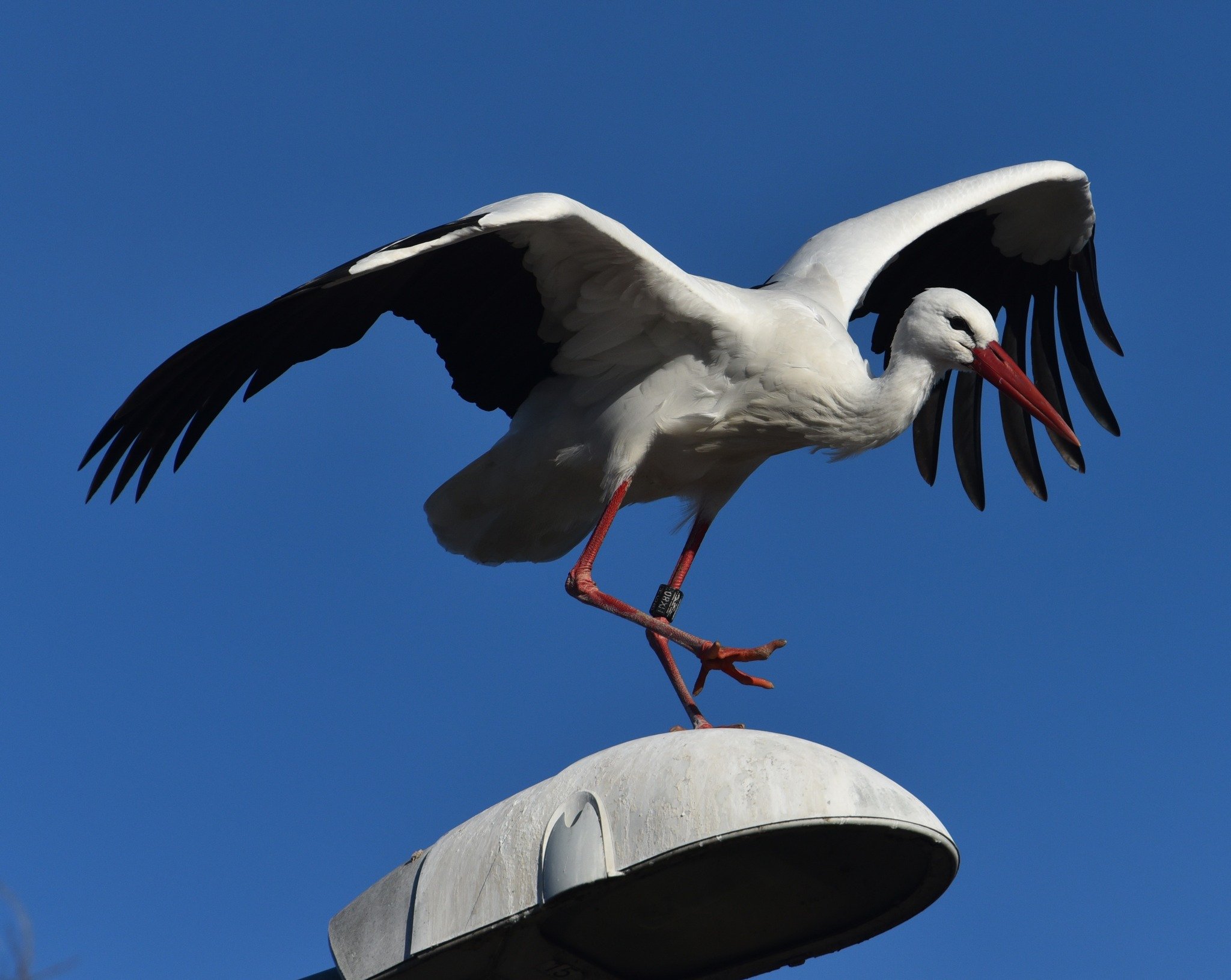 Megérkezett hortobágyi fészkébe Kikelet, a legrégebb óta Magyarországon telelő gólya