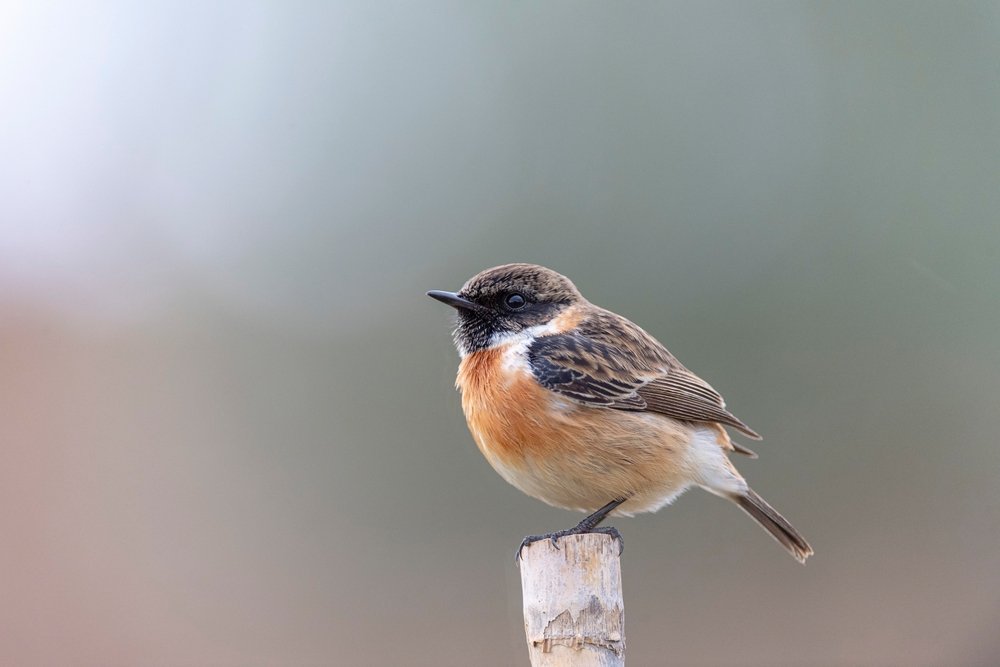 Szokatlan vendég köszönt be télen a Körös-Maros Nemzeti Parkba