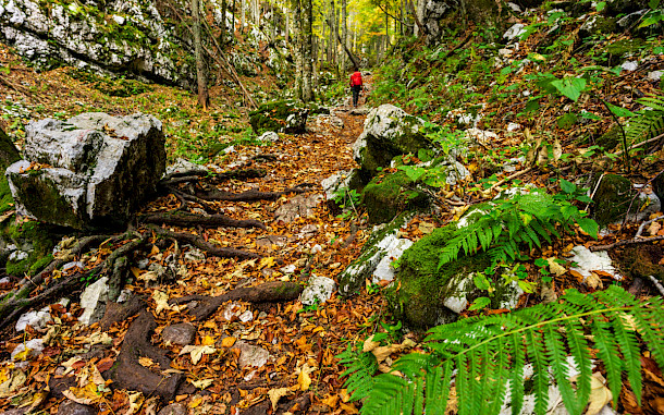 tolobalaguer.com/Shutterstock