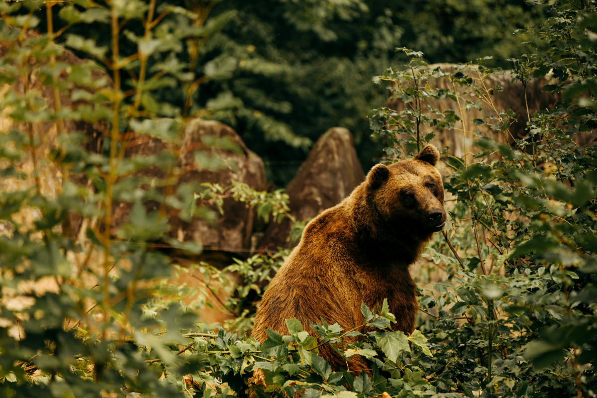 Megszaglászta a vadkamerát a Fogarasi-havasokban egy fiatal barna medve - videó!