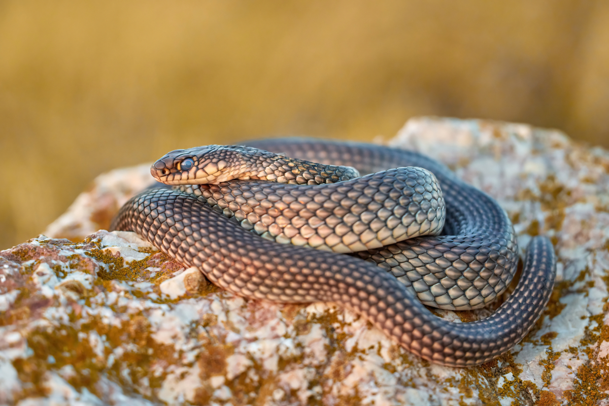 Kétméteres csúszómászó tartja rettegésben egy kis magyar falu lakóit