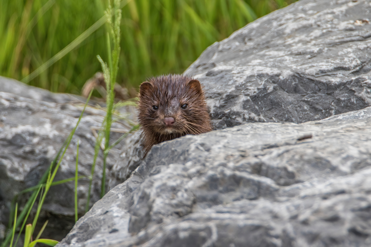 Egy új amerikai ragadozó forgathatja fel Magyarország élővilágát