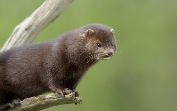 Erni, Shutterstock