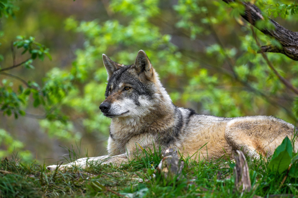 A Bükk újra a farkasoké: egyre több egyed él a térségben