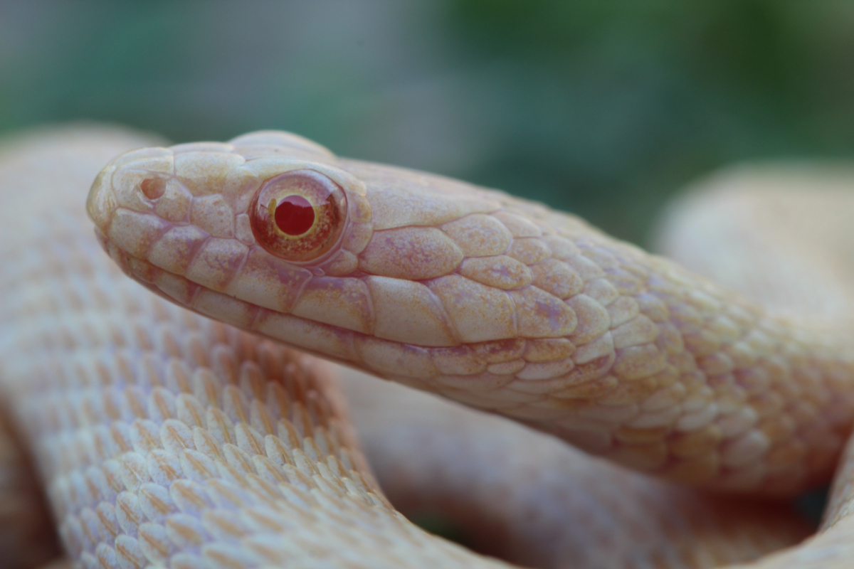 Ritka albínó kígyók bukkantak fel Magyarországon