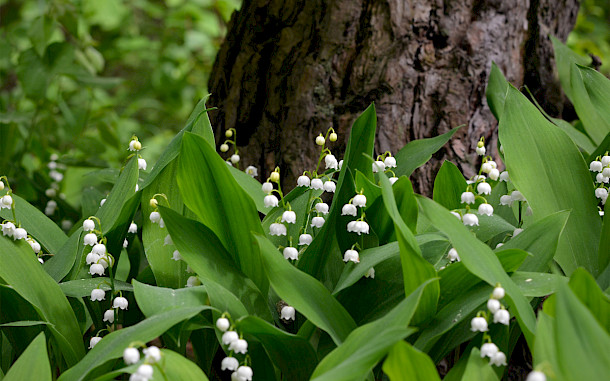 Viktoriia Kolosova, Shutterstock