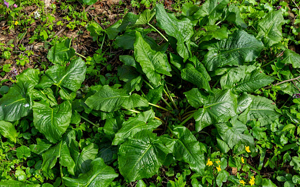 olko1975 / Shutterstock