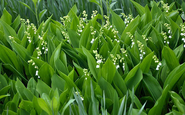 Orest lyzhechka / Shutterstock