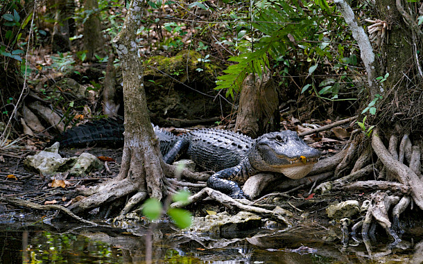 Nelson Struck, Shutterstock