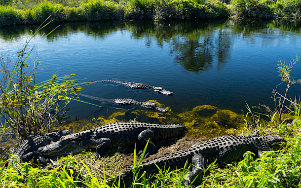 Simon Dux Media, Shutterstock