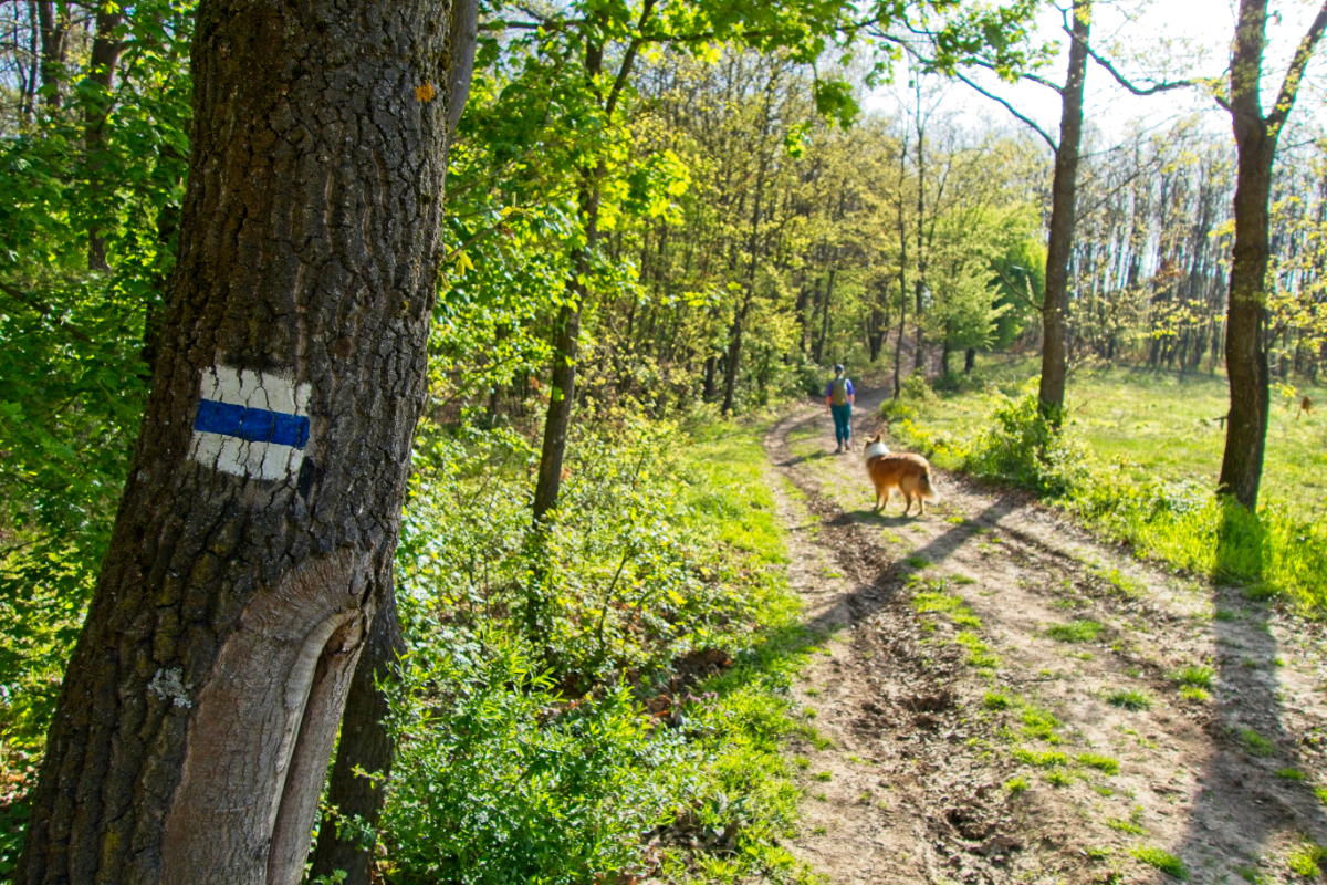 Az Országos Kéktúra 5 legrövidebb szakasza, amit egy nap alatt is teljesíthetsz