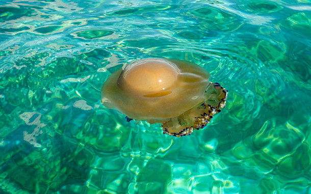 Peter Klampfer, Shutterstock