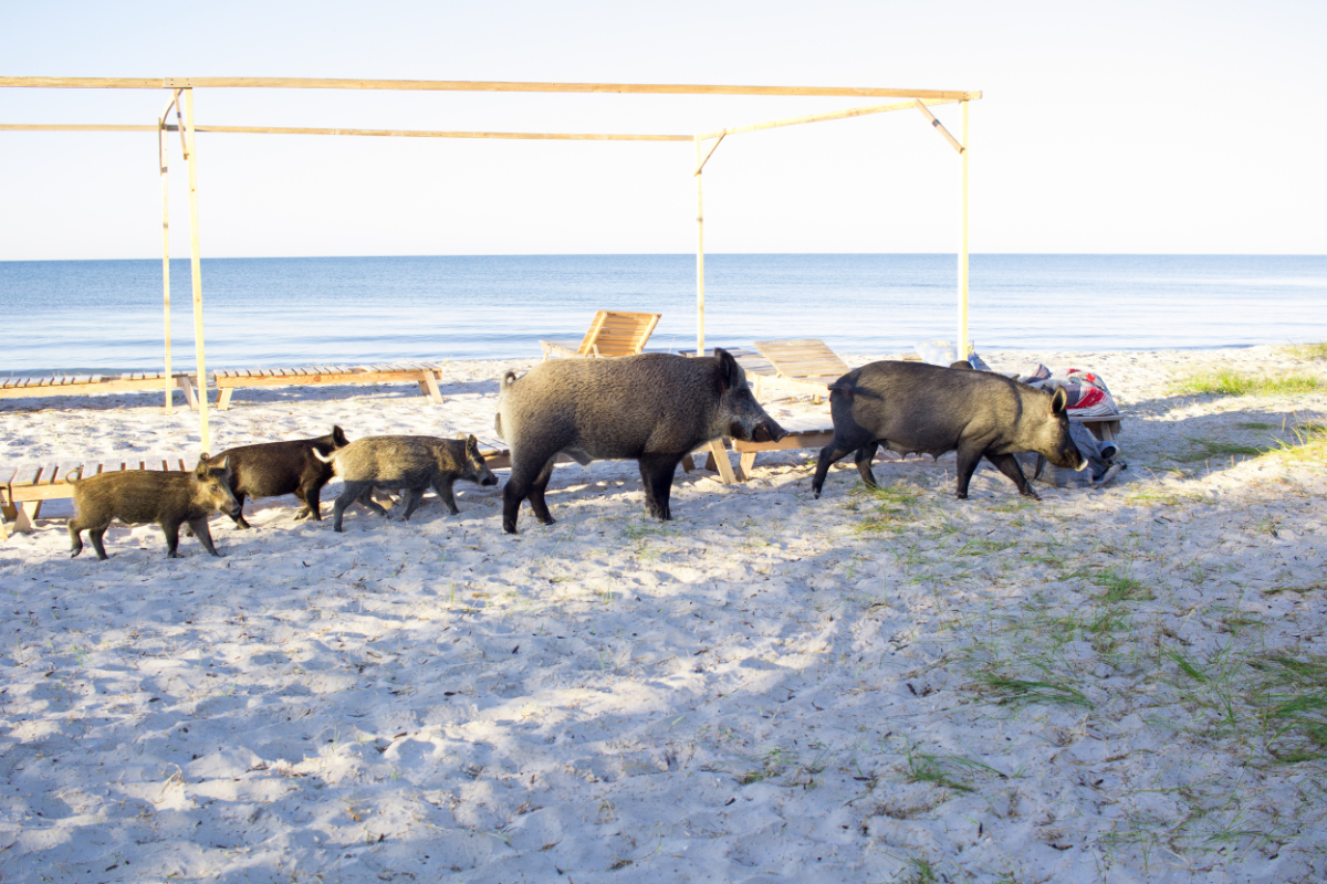 Egyre több vaddisznó bukkan fel a strandolók között a francia Riviérán
