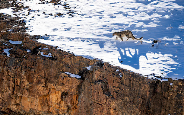 David Havel, Shutterstock