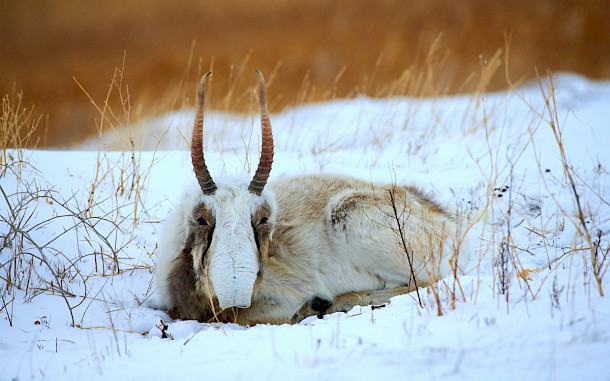 Yerbolat Shadrakhov, Shutterstock