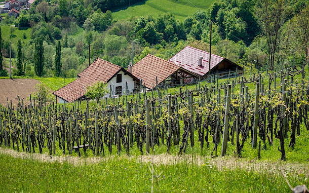 Miroslav Posavec / Shutterstock