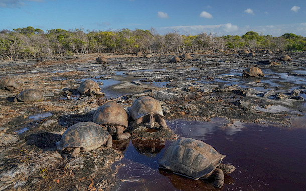 Chris Mason Parker, Aldabra, Giant Aldabra Tortoise (Aldabrachelys gigantea)