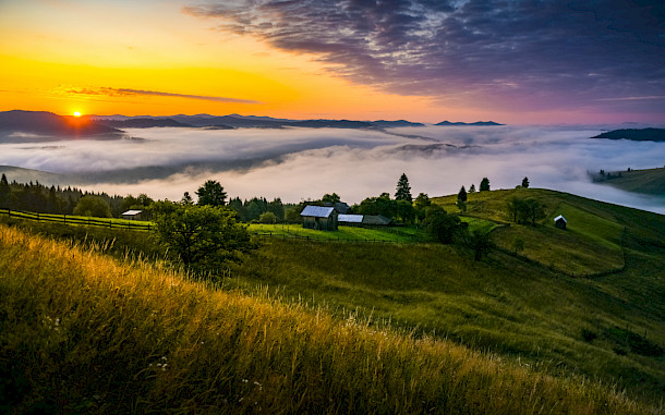 Dragos Asaftei, Shutterstock